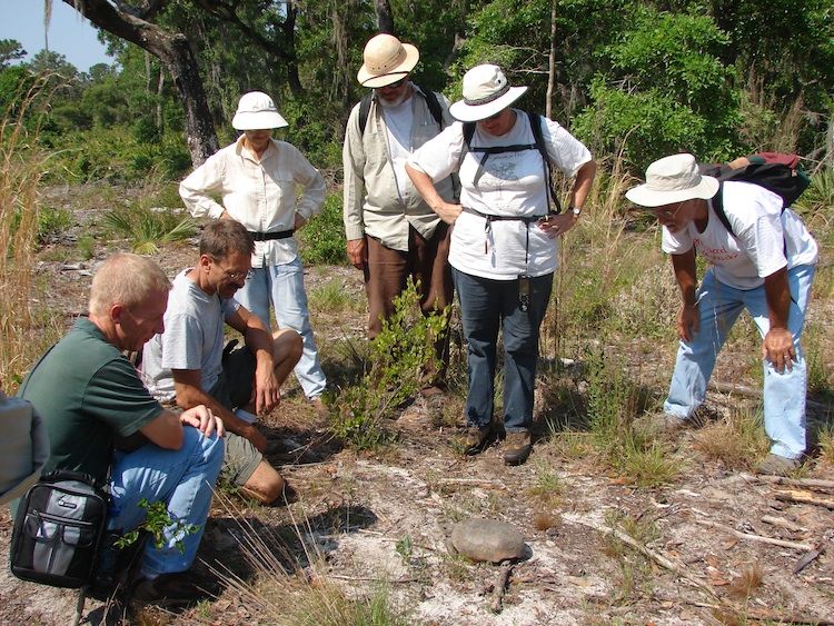 Group observing a gopher tortoise